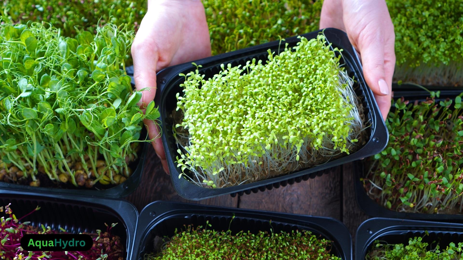 Aquaponic microgreens system with lush green plants ,exemplifying sustainable farming