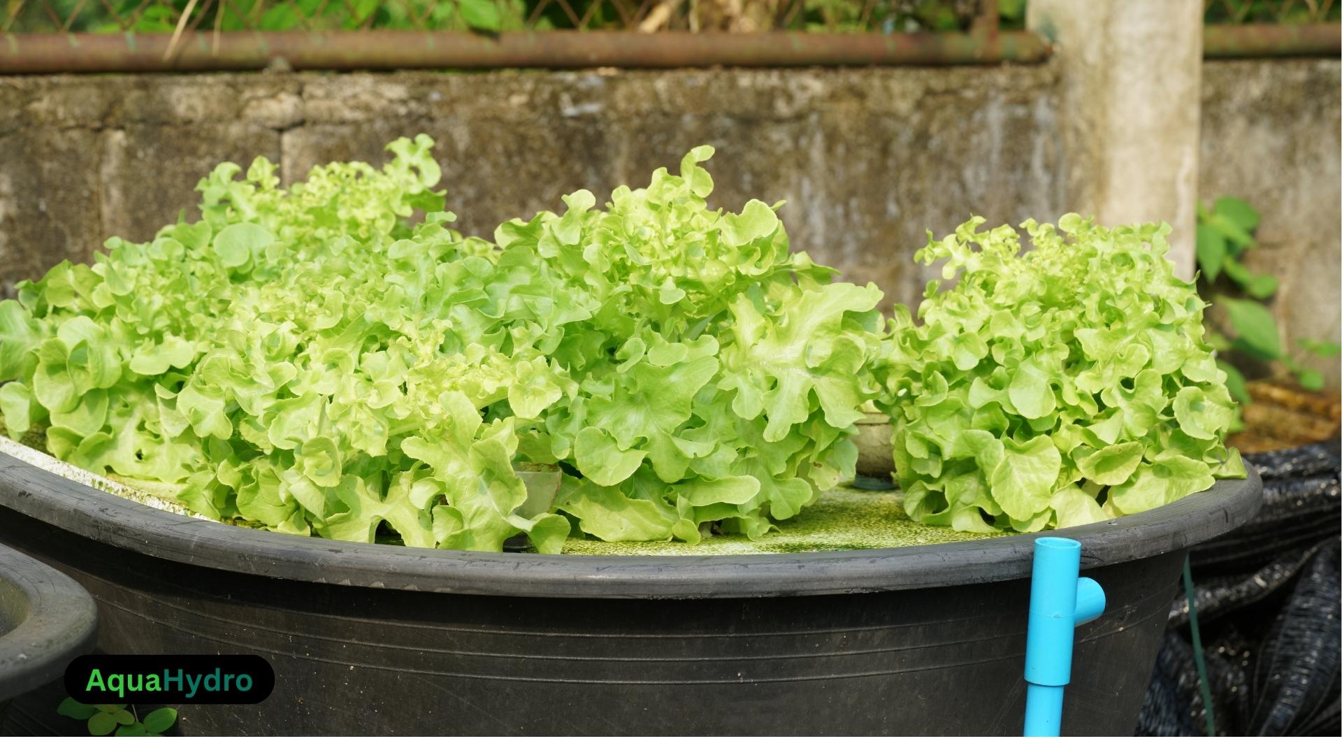 Aquaponic Microgreens A Green Revolution In Sustainable Farming Aquahydro 2240